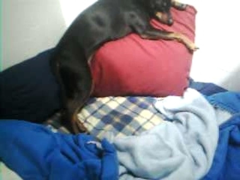 petite sieste sur le coussin