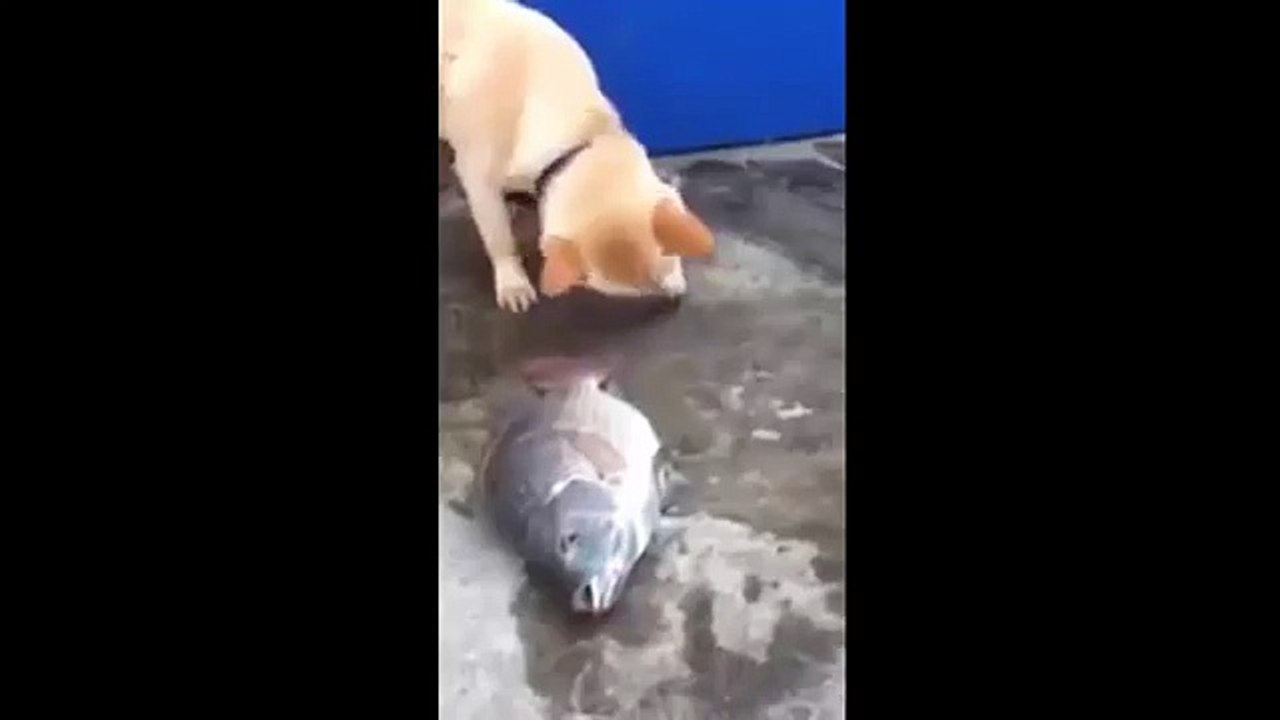 america’s funniest home videos, funny dogs   fish rescue stranded (News World)