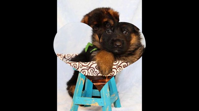 Mittelwest German Shepherd Puppies For Sale