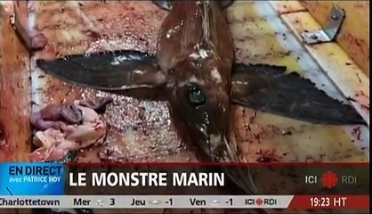 Malaise à RDI à lémission En Direct Avec Patrice Roy