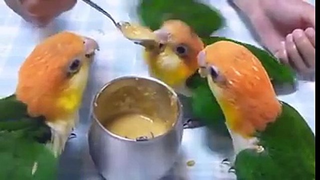 Look the Love Bird Eating Food