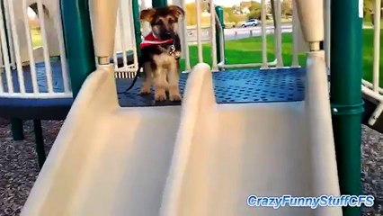 Puppies on Slides Compilation