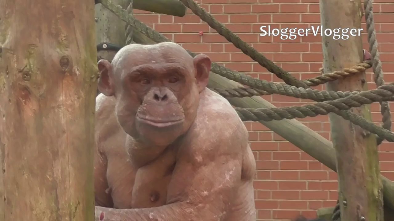 Des chimpanzés atteints d'Alopécie se font attaquer par leurs congénères