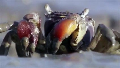 Le gobi moi je kiffe,je veux devenir un gobi