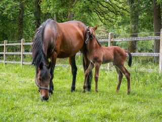 Beryl-trotteur-de-course