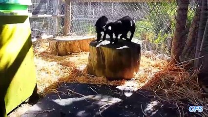Cute Baby Pygmy Goats Compilation