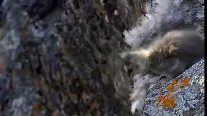 زندگی اور موت الله کے ہاتھ میں ہے یہ ویڈیو دیکھیں