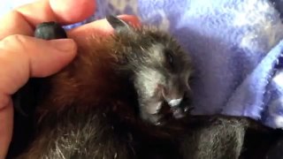Orphaned baby bat eats fruit for the first time