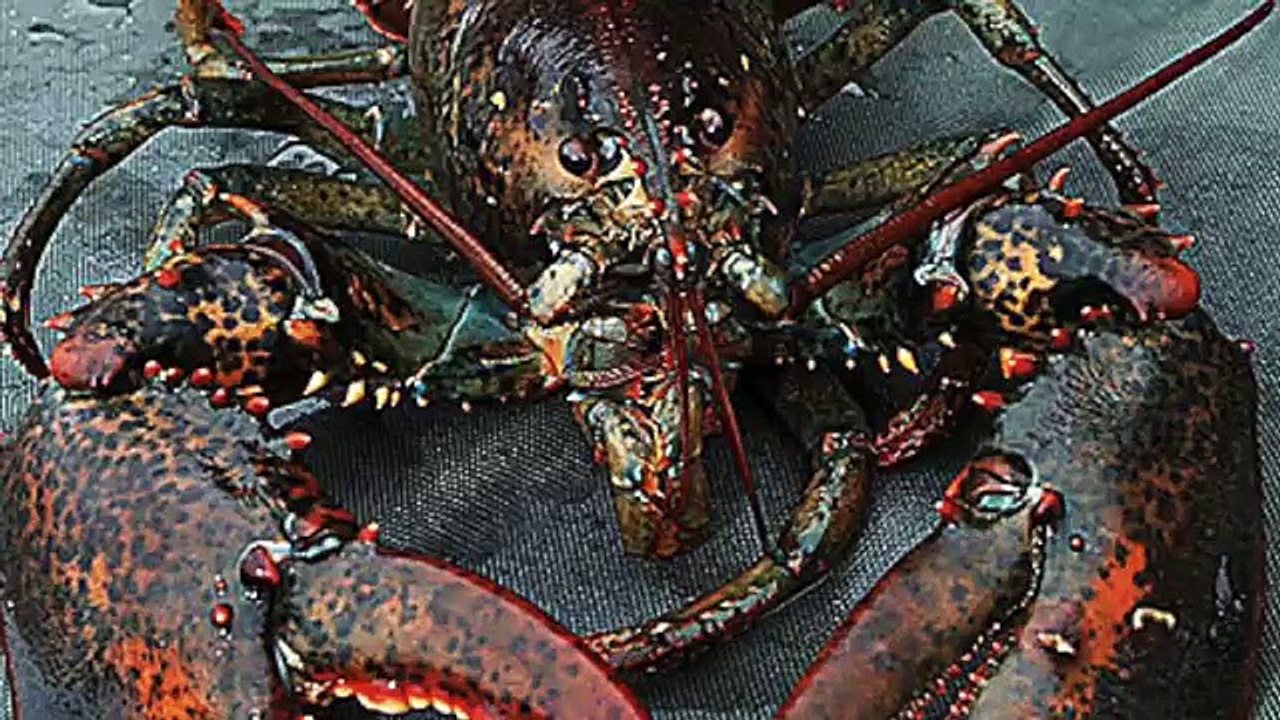 WCRS Big Break Application - 4 Interesting facts about lobsters (Funny Videos 720p)