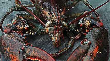 WCRS Big Break Application - 4 Interesting facts about lobsters (Funny Videos 720p)