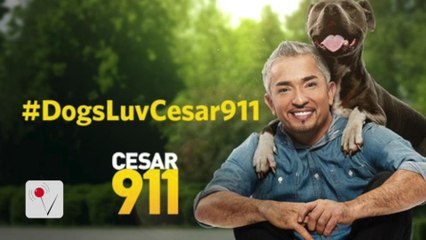 Dog Whisperer, Cesar Milan, Investigated for Pig Mistreatment