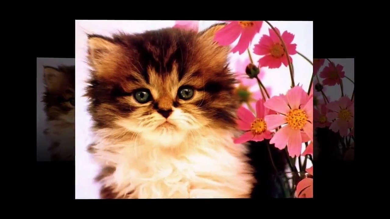 Nhạc thiếu nhi meo meo meo rửa mặt như mèo