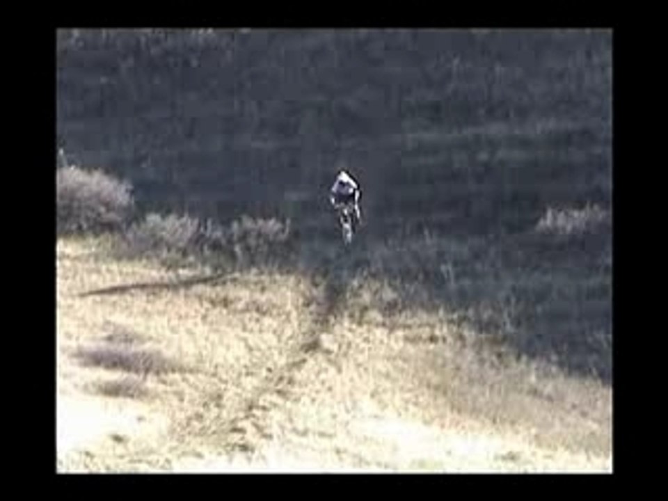 Insensato_bici
