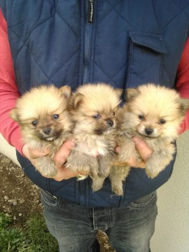 Chiots spitz nés le 29 Janvier