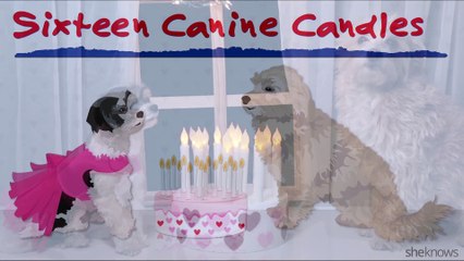 Puppies Re-Create Romantic Movies