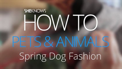 Spring Dog Fashion