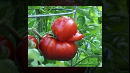 Top Funny Videos 2016 - Perfect Timed Photos - Try not to laugh