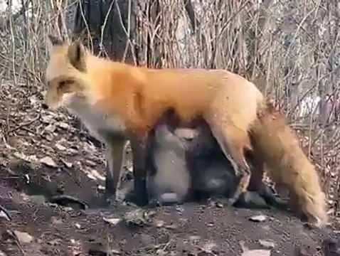 Maa Ka Piyar Sirf Insanon Me Hi Nahi Hota, Ye Dekhen Lomri Kesy Bandar Kay Bchon Ko Doodh Pila Rahi Hai