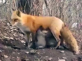 Maa Ka Piyar Sirf Insanon Me Hi Nahi Hota, Ye Dekhen Lomri Kesy Bandar Kay Bchon Ko Doodh Pila Rahi Hai