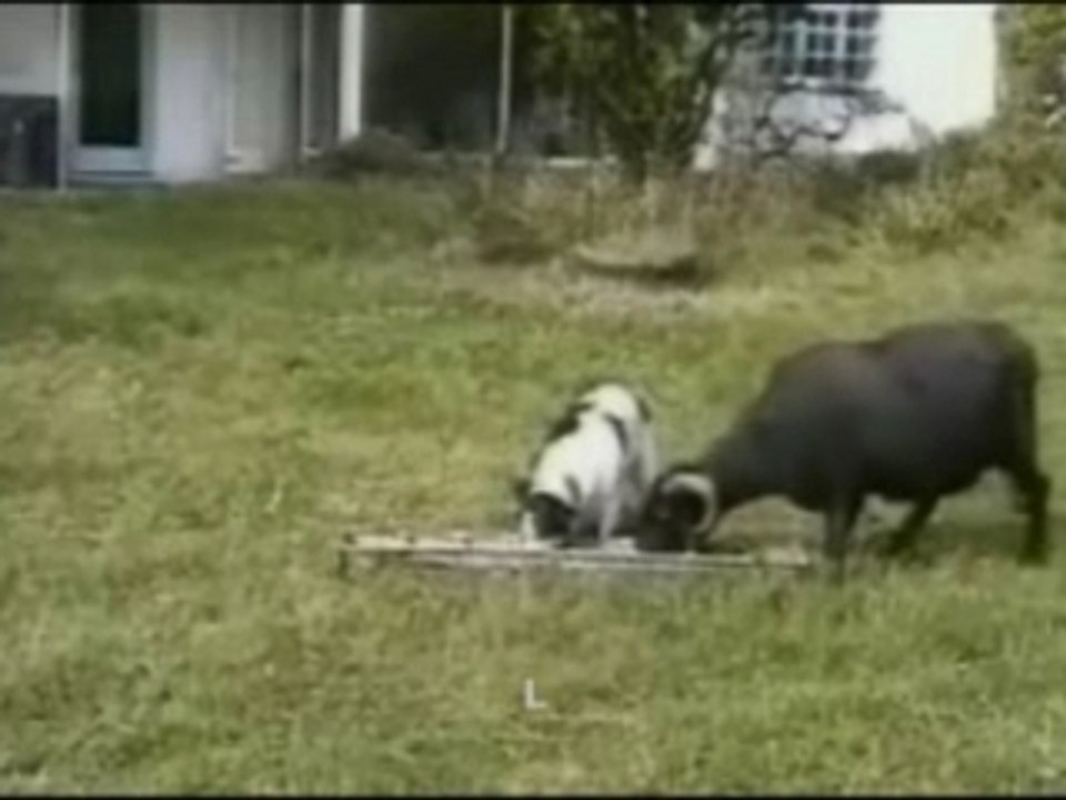 Rolling Doggy