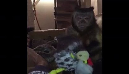 Ugly Monkey Loves His Stuffed Turkey