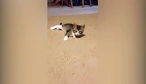 Kitten Has Adorable Reaction To Seeing Own Reflection