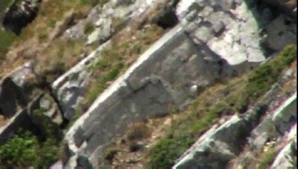 Peregrine falcons kill a pigeon