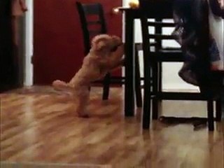 Smart Dog Shows Dumb Dog How To Steal A Treat