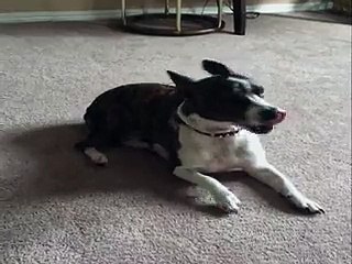 Dog Has Amazing Trick Commands