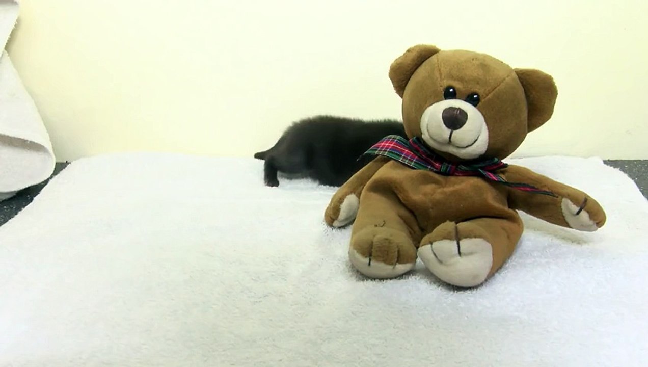 Adorable : suivez les premiers jours d'un bébé renard