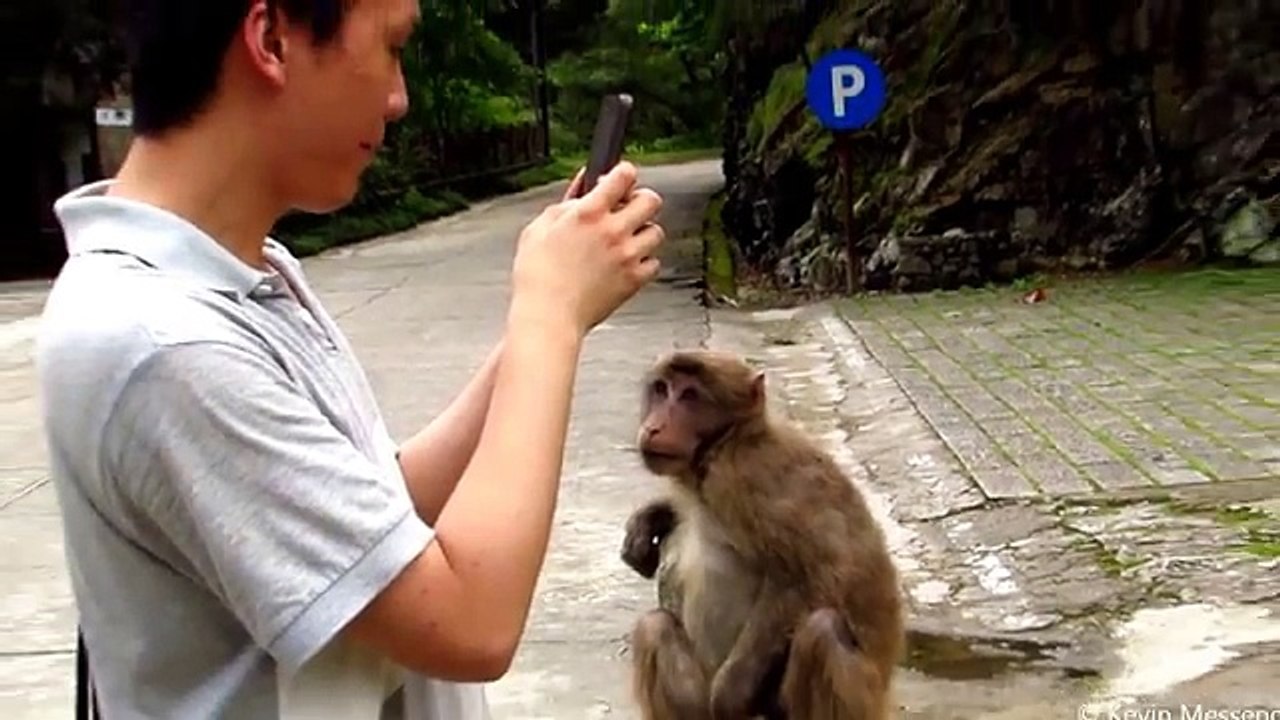 New Baby monkeys playing at Wuyishan stump tailed macaques