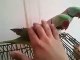 Hand Tame Talking Alexandrine Parrot
