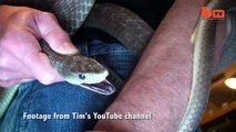 Il se laisse mordre par des serpents pour s’immuniser contre le venin