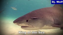 Dj. Wolf - King of the Sea