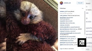 Anthony Davis Bought A Pet Monkey Named Meek Because $145 Million Contract Extension