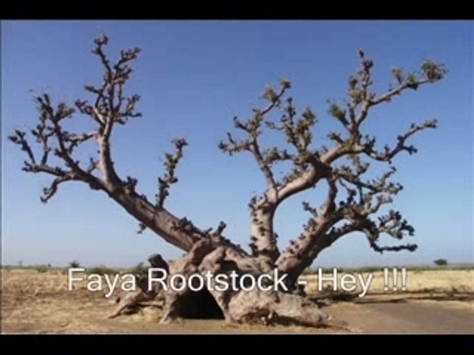 Faya Rootstock - Hey !!!