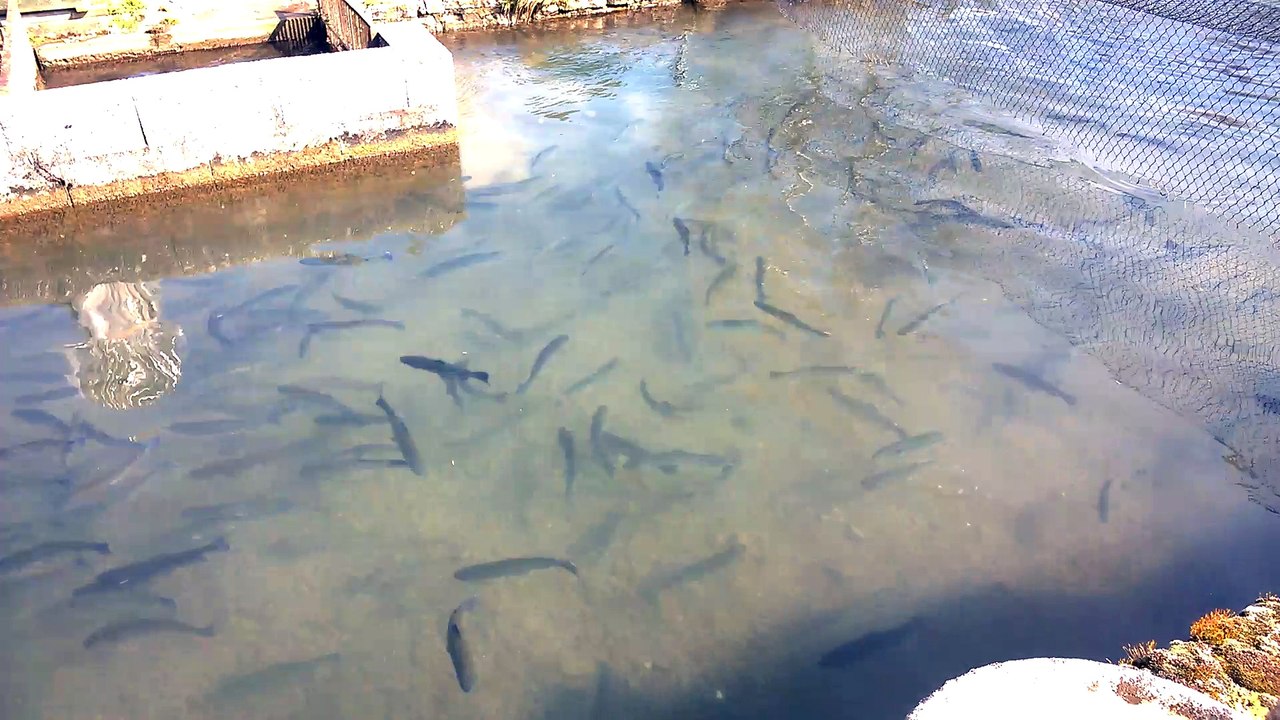Pisciculture en Côte-d'Or à Corgoloin