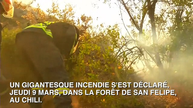Un incendie ravage une réserve naturelle au Chili