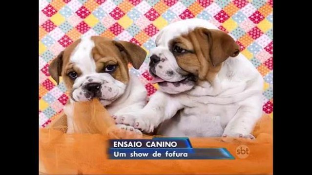Cachorros recém-nascidos roubam a cena em ensaio fotográfico