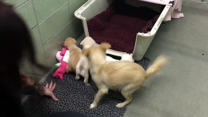 Emouvantes retrouvailles entre une chienne et ses petits