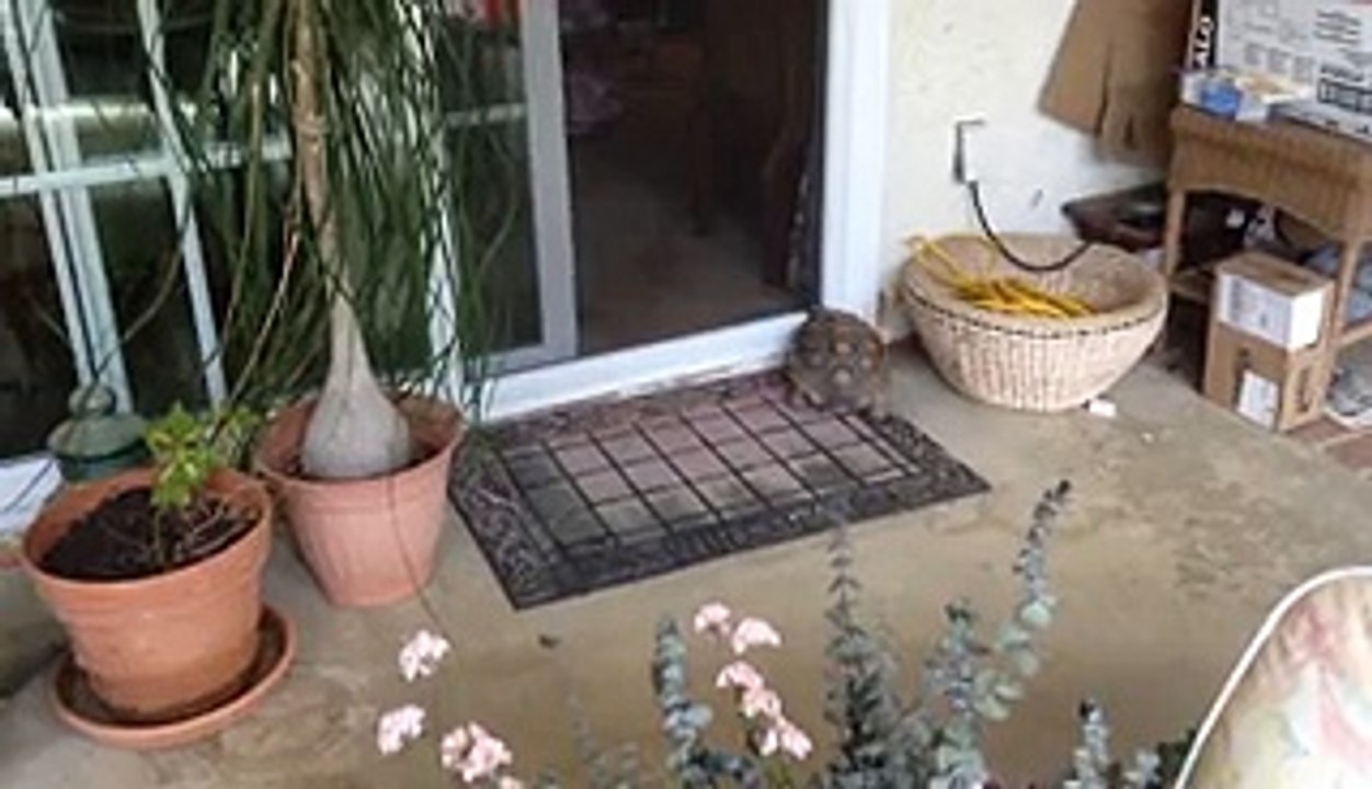 Amazing Turtle Can Open Doors