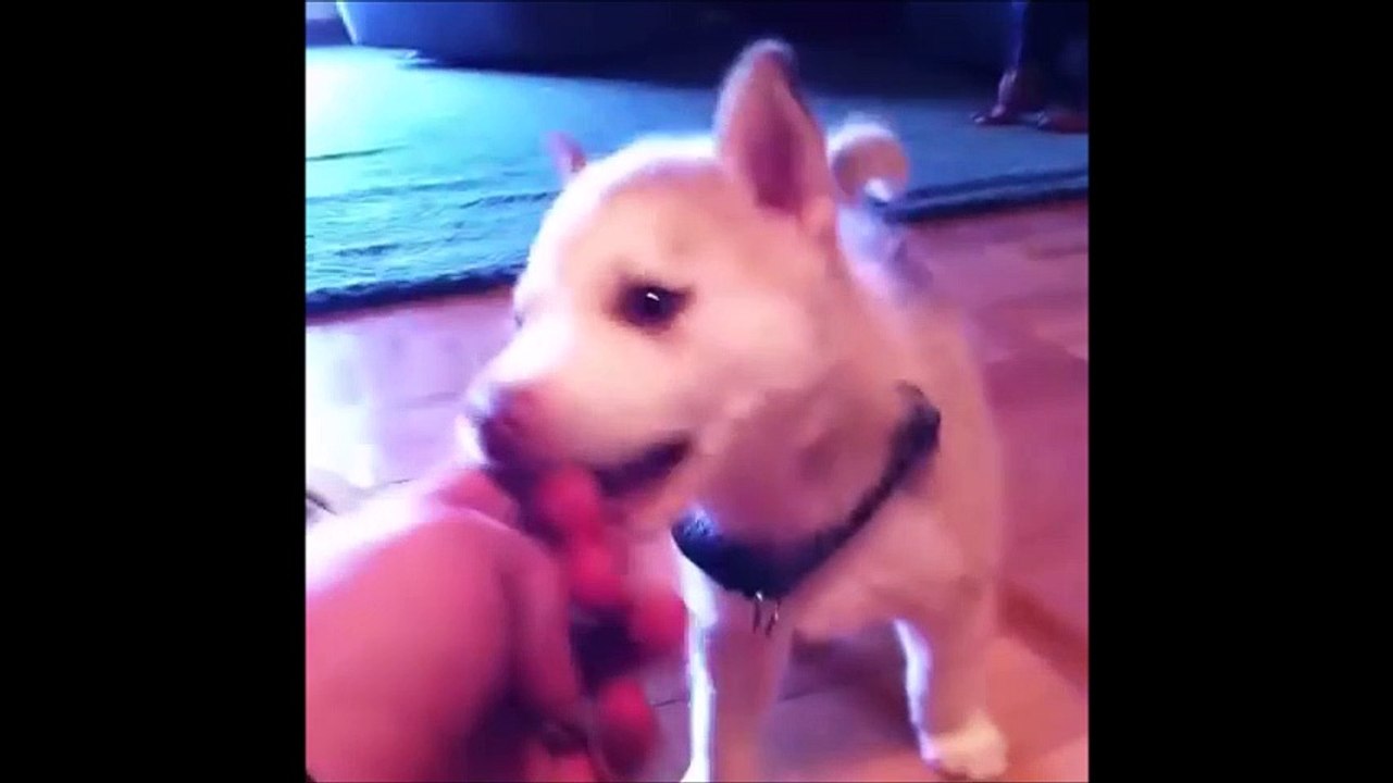 Adorable Dog Videos  - Funny Dogs and Puppies Compilation