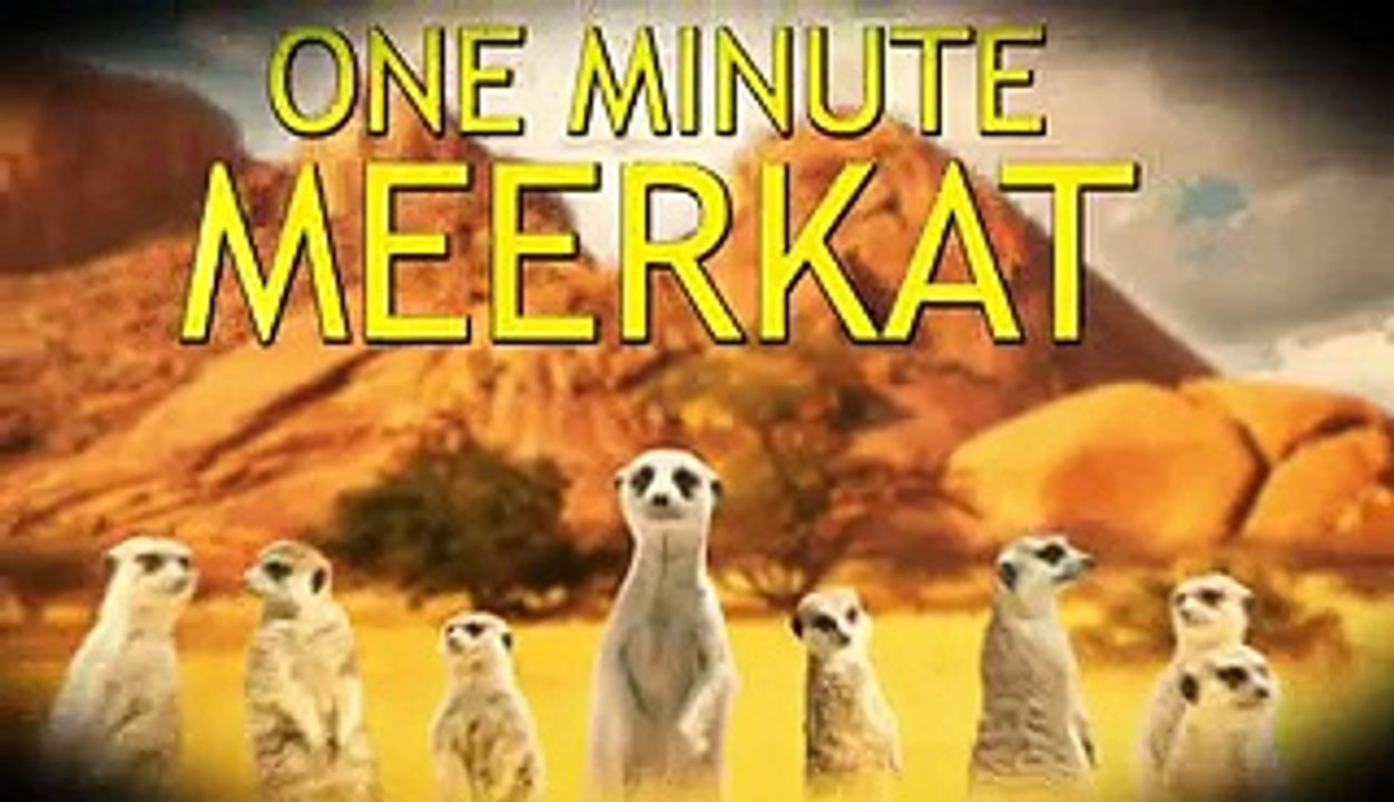 Animal Scandal On Craigslist Poor Meerkats
