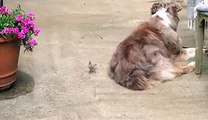 Bird Pulls Fur From Unsuspecting Australian Shephard To Make A Nest