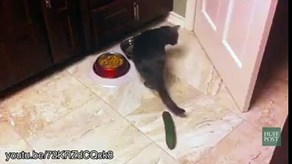 cats vs cucumbers