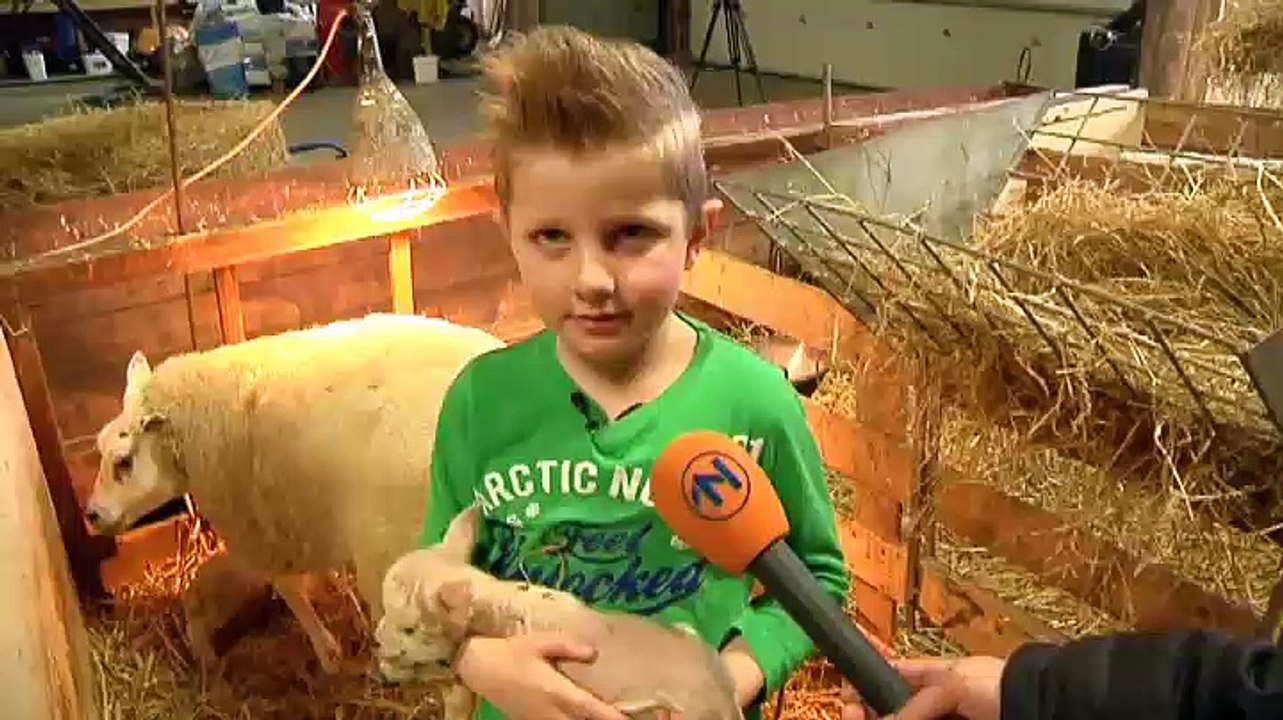 Lente is begonnen: schaap werpt vierling - RTV Noord