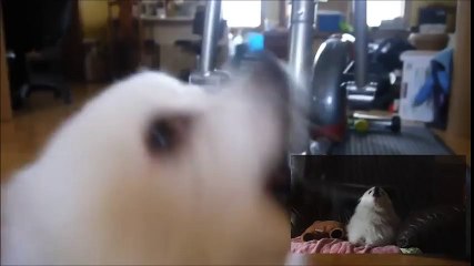 Battle against a true dog[YTPMV]