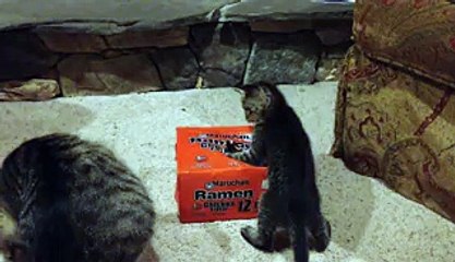Curious Kittens Play In Ramen Box
