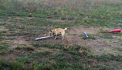 Chihuahua Dog Humps Baseball Bat