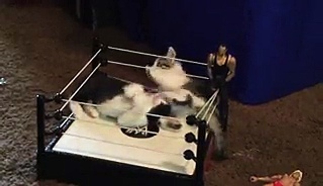Crazy Kitten Boxing Ring